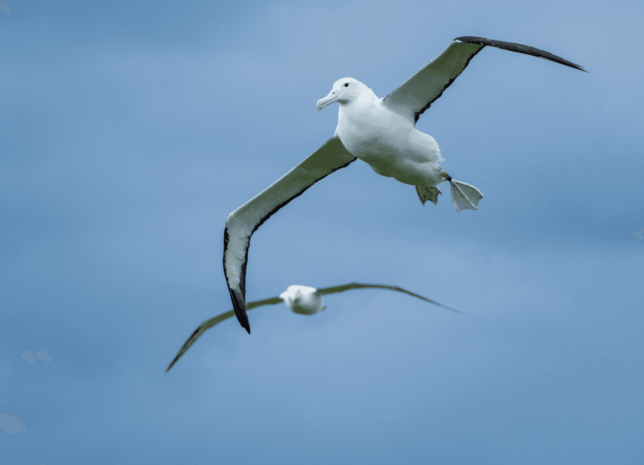 Albatross Classic Guided Tour - main image